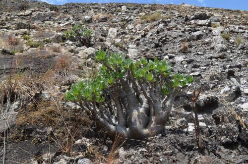 Pachypodium-densiflorum-PV2812-Anjoma-Ramartina-GPS234-Mad-2015 0166