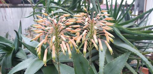 Aloe-pavelkae-20201219b